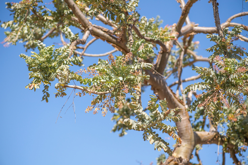 Boswellia dioscoridis