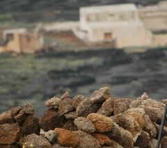 Bucanetes githagineus