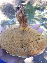Suillus collinitus