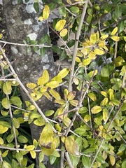 Punica