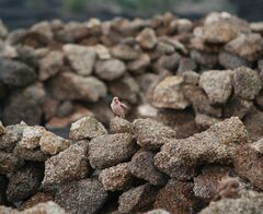 Bucanetes githagineus