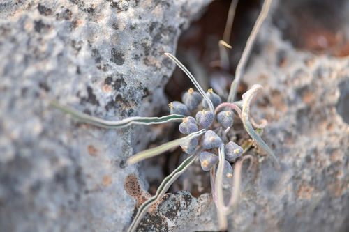Euphorbia hadramautica, photograph 2