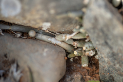 Cynanchum socotranum