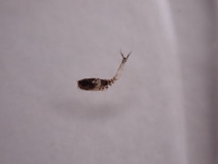 Eumalacostraca