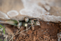 Cynanchum socotranum