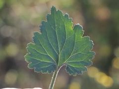 Amauria rotundifolia