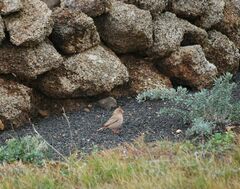 Bucanetes githagineus