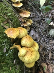 Pholiota aurivella