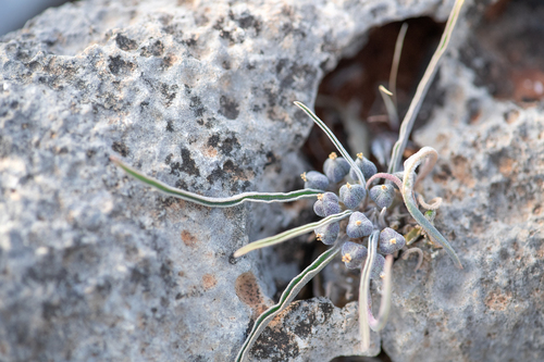 Euphorbia hadramautica, photograph 3