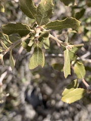 Quercus cornelius-mulleri