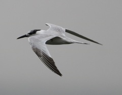 Thalasseus sandvicensis