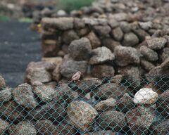 Bucanetes githagineus