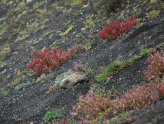 Bucanetes githagineus