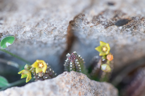 Ceropegia socotricola