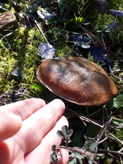 Suillus collinitus
