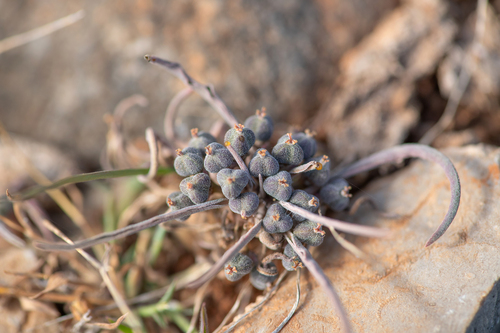 Euphorbia hadramautica, photograph 6