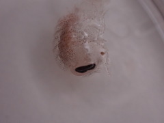 Hyperiidae