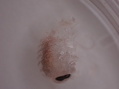 Hyperiidae