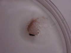 Hyperiidae