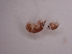 Hyperiidae