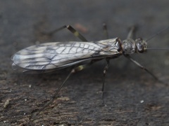 Zapada