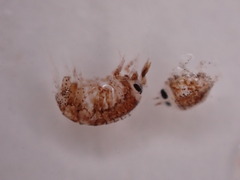 Hyperiidae