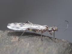 Zapada