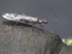 Zapada