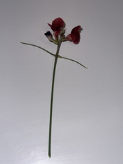 Macroptilium lathyroides