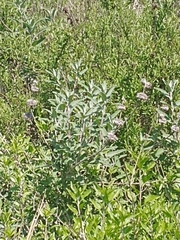Salvia leucophylla