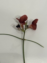 Macroptilium lathyroides