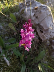 Orchis olbiensis