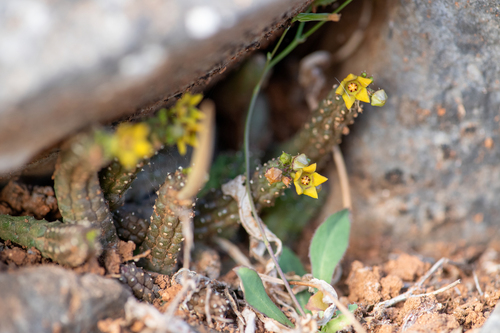 Ceropegia socotricola