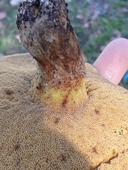 Suillus collinitus
