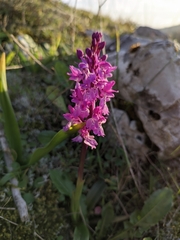 Orchis olbiensis