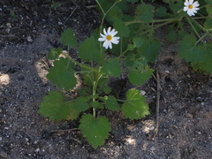 Amauria rotundifolia
