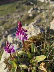 Orchis olbiensis