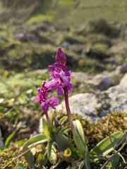 Orchis olbiensis