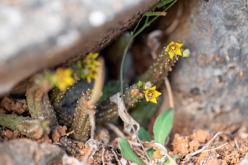 Ceropegia socotricola