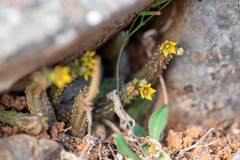 Ceropegia socotrana image