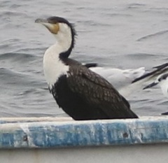 Phalacrocorax carbo lucidus
