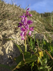 Orchis olbiensis