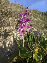 Orchis olbiensis