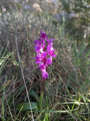 Orchis olbiensis
