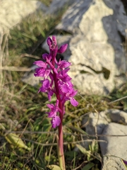 Orchis olbiensis