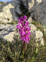 Orchis olbiensis