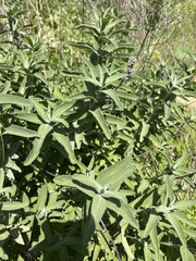 Salvia leucophylla