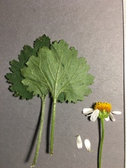 Amauria rotundifolia