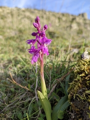 Orchis olbiensis