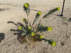 Euphorbia rigida